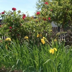 Exterior photo, irises and roses