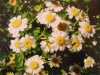 Flower Notecards